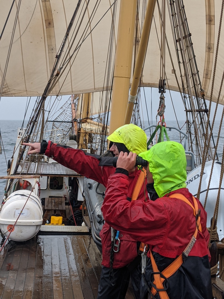 Young scientists searching for cetaceans and large fish in Scottish waters during the Darwin200.com voyage in summer 2020