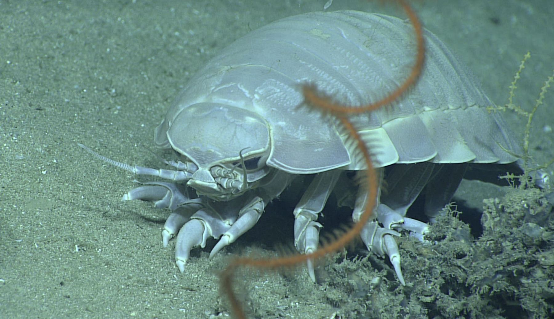 A giant deep-sea isopod, Bathynomus giganteus, with an antipatharian whip coral, Stichopathes sp., in the foreground, seen during the Gulf of Mexico 2017 expedition. While the isopod imaged here was spotted during exploration of a site dubbed “Okeanos Ridge,” Image courtesy of the NOAA Office of Ocean Exploration and Research, Gulf of Mexico 2017. "Giant Isopod" by NOAA Ocean Exploration & Research is licensed under CC BY-SA 2.0.
