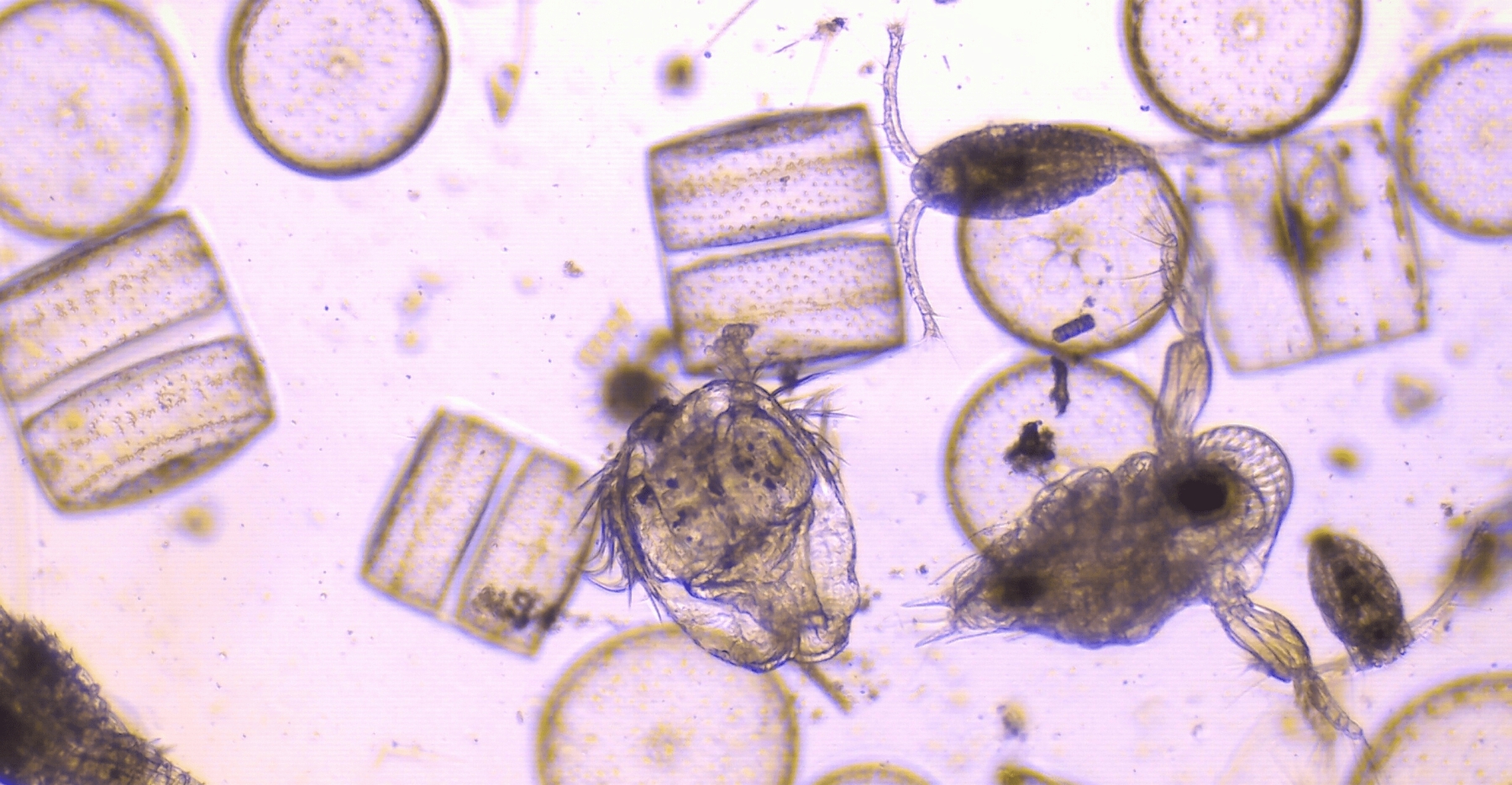 Plankton sample containing centric diatoms and various crustaceans, such as copepods and cladocera. (c) C Braungardt 2023
