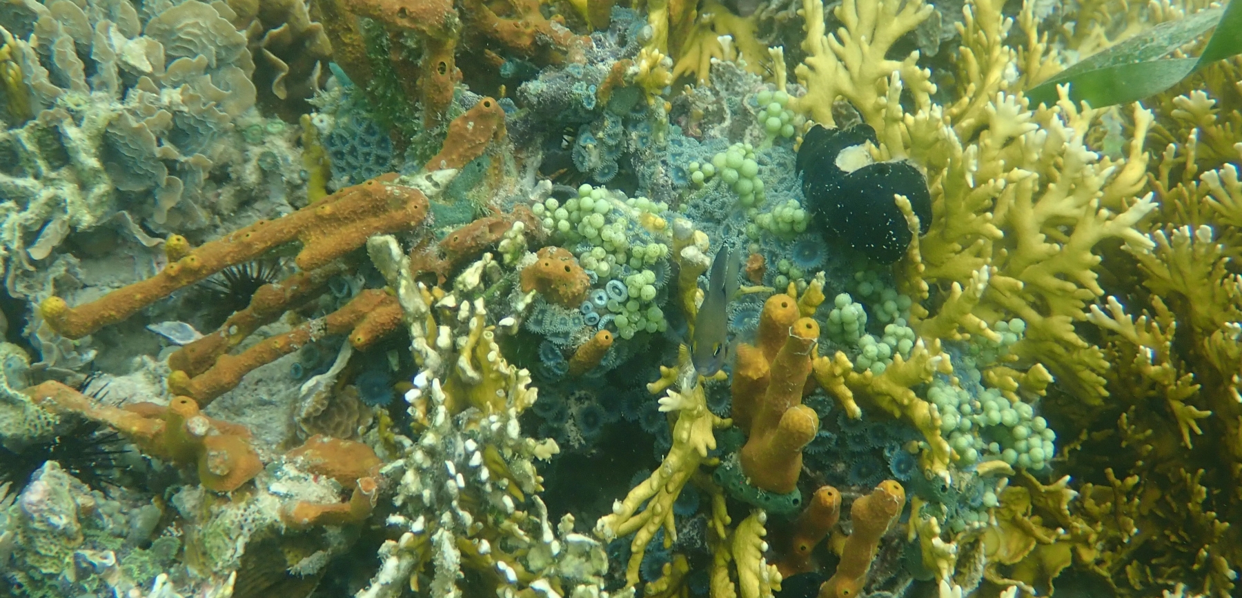 Coral Community at Bocas Del Toro, Panama. (c) C Braungardt 2024